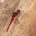 Crocothemis sanguinolenta (Small Scarlet) male 2.JPG